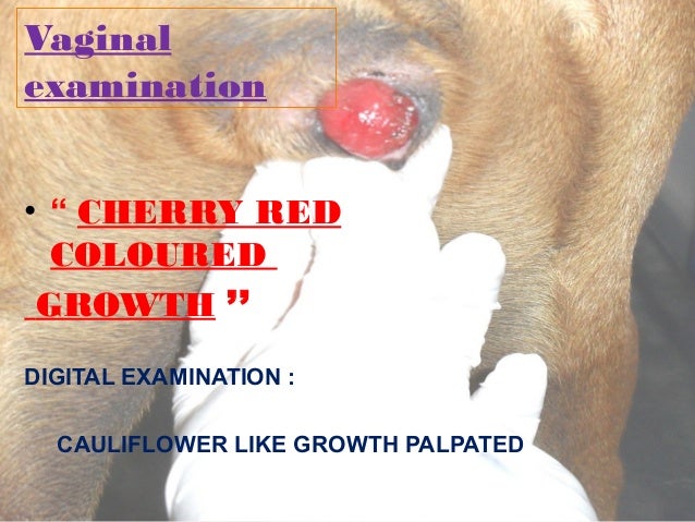 cancer of the vulva in dogs Cancer of the vulva in dogs